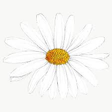Hand Drawn White Flower Transparent Png Premium Image By Rawpixel Com Sasi Flowers Flower Illustration White Flowers