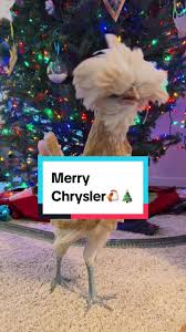 Merry Chrysler - Geisha Bargeisha Bar