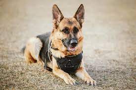 We did not find results for: German Shepherd Dog Dog Breed Information