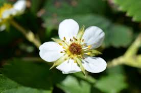 Image result for květopas jahodníkový