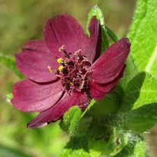 Image result for Aspilia mendoncae