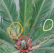 Image result for Cycas