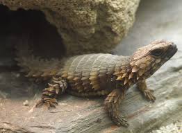 The baby is born already hatched and fully developed. Armadillo Girdled Lizard The Animal Facts Appearance Diet Habitat