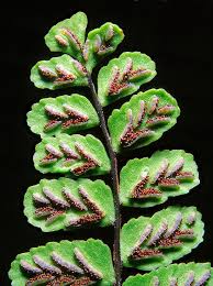 Image result for Asplenium