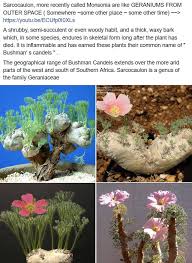 Image result for Geraniaceae