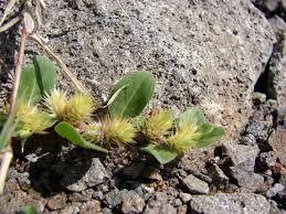 Image result for Alternanthera pungens