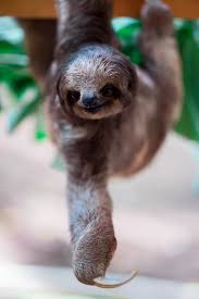 To spend you waking hours passively in front of a tv or a book, doing nothing productive. 550 Sloth Pictures Download Free Images On Unsplash
