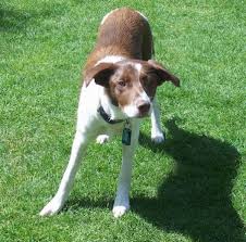 Grooming procedure for short haired border. Hazel 3 Year Old Female Border Collie Available For Adoption