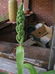 Image result for Echinochloa frumentacea