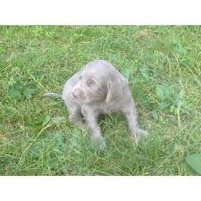 Image result for výmarský dlouhosrstý ohař