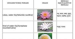Rose, golap, ফুল নাম, mallika, bok ful, joba ful, hasnahena, ফুলের নাম. 7 Best Bangladeshi Flowers Name In English Ideas Flowers Name In English Daisy Flower Meaning Flower Meanings