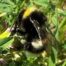 Image result for Bombus cryptarum