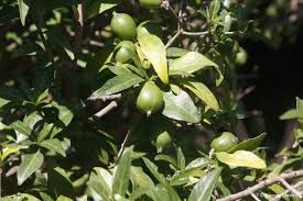 Image result for Rothmannia globosa