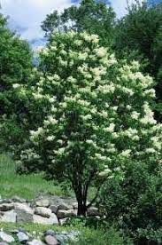 Good Tree To Plant In Spring Japanese Tree Lilac Japanese Lilac Tree Lilac Tree Japanese Tree