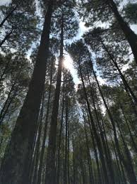 Ribuan gambar baru setiap hari sepenuhnya gratis untuk digunakan video dan gambar berkualitas tinggi dari pexels Pin Di Photography