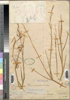 Image result for Urochloa arrecta