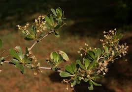 Image result for Terminalia brachystemma