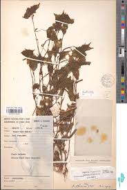 Image result for Begonia bequaertii