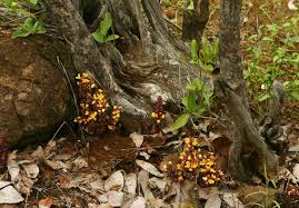 Image result for Alectra orobanchoides