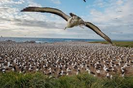 As ilhas malvinas são um arquipélago formado por duas ilhas principais, soledad e gran malvina, e cerca de 700 outras menores. Falkland Islands Islas Malvinas Bnesim Powered By Bne