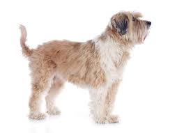 Adorable tibetan terrier puppies now ready for thier new families. Tibet Terrier Hunde Informationen Zu Den Bienenarten Omlet