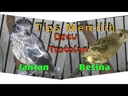 Ternak decu ternak burung decu cara ternak decu cara daftar harga burung decu decu dewasa hutan 200 000 decu trotolan 350 000 derkuku hutan 50 000 gagak 2 500 000. Download Burung Decu Jantan Dan Betina Kacer Mini Mp4 Mp3 3gp Mp4 Mp3 Daily Movies Hub