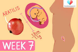 Week 7 Week By Week Pregnancy Guide For Asian Mothers