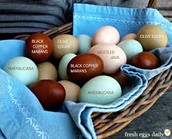 Which Breeds Of Chickens Lay Colored Eggs Fresh Eggs Daily