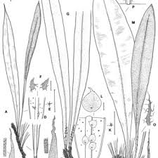 Image result for Elaphoglossum welwitschii