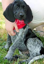 Currently we have several pregnant females. Pin On Dogs And Puppies 1