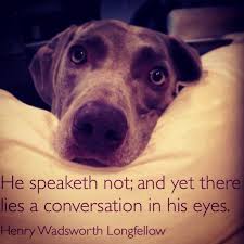 Pin By Evelyn Mccorristin Peters Co On Just Dogs I Love Dogs Dog Quotes Dogs