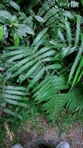 Image result for Pseudocyclosorus