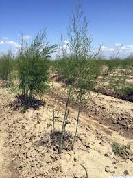 These new hybrids resist fusarium crown rot and other diseases that weaken asparagus plants. Most Of Your Asparagus Comes From Abroad These Days Here S Why Huffpost Life