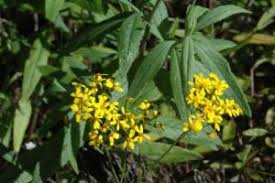 Image result for Senecio latifolius