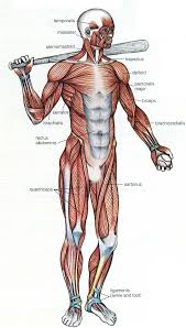 Play this quiz called label the muscular system and show off your skills. 2