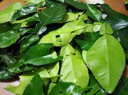 Infusion De Hojas De Naranjo Agrio Citrus Aurantium Un Calmante De Amplio Espectro Steemit