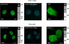 We did not find results for: The Subcellular Localization Of Bhlh Transcription Factor Tcf4 Is Mediated By Multiple Nuclear Localization And Nuclear Export Signals Scientific Reports