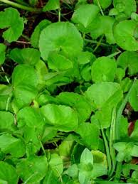 Image result for Centella virgata