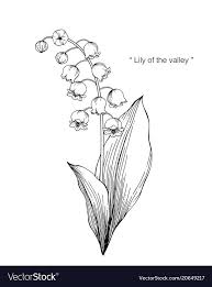 Image Result For Lily Of The Valley Sketch Tattoo Image Lily Result Sk Angeltattoo Ankleta Flower Line Drawings Flower Drawing Flower Sketches