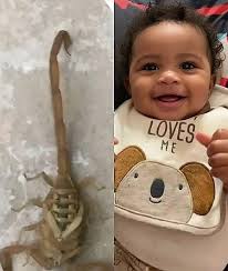 What is this tiny baby scorpion?? Any danger at such a small size?