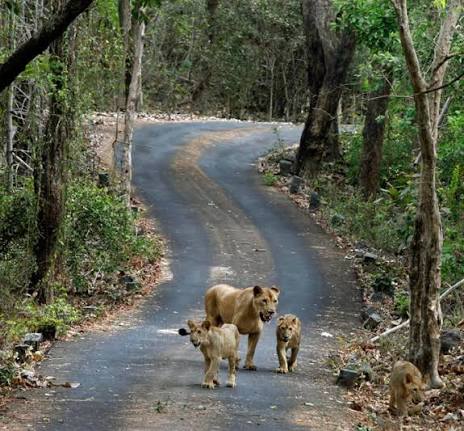 Sanjay Gandhi National Park - Lungs of the Mumbai
