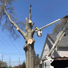 View daily northeast ohio weather updates, watch videos and photos, join the discussion in forums. Big Timber Tree Service Grafton Ohio Tree Company