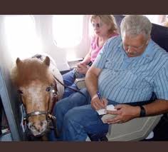 Southwest Airlines Now Allow Emotional Support Mini Horses On Board Flightshttps I Redd It K5u6wir7m3i11 Jpg Service Animal Animals Horses