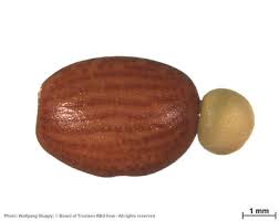 Image result for Maerua becquetii