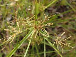 Image result for Cyperus nduru