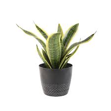 5% off your lowe's advantage card purchase: Plants Of Steel 1 9 Quart Sansevieria In Plastic Pot L20970hp Lowes Com Plants Plastic Pots Corn Plant