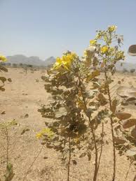 Image result for Senna singueana