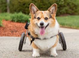 Image result for invalid dog wheelset