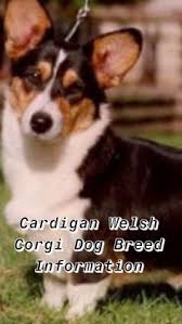 Black And White Cardigan Welsh Corgi Puppy Welsh Corgi Corgi Welsh Cardigan Welsh Corgi Puppy Cardigan Welsh Corgi Black Cardigan Welsh Corgi Red Cardigan Wels Cardigan Welsh Corgi Corgi Dog Breed Corgi