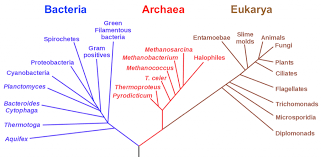 phylogenetic trees biology 1520